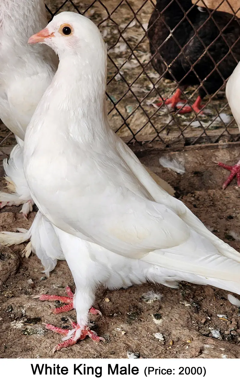 Fancy Mix Pigeons — photo 9