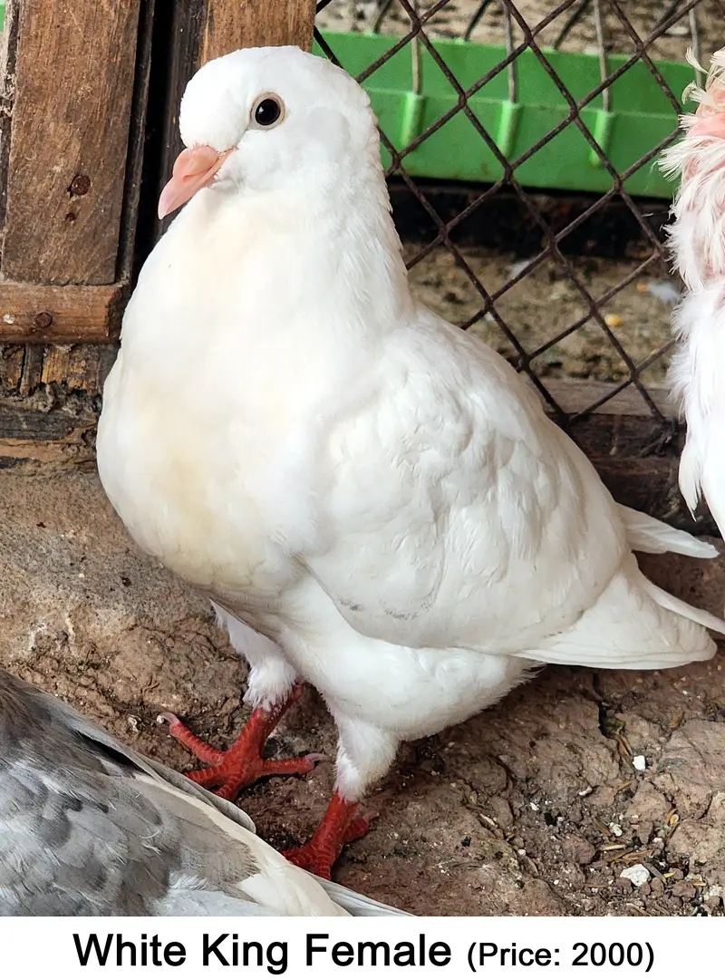 Fancy Mix Pigeons — photo 10