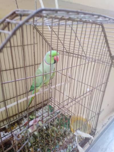 Green Parrot 9000