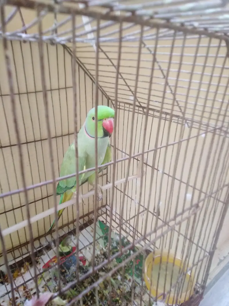 Green Parrot 9000 — photo 2