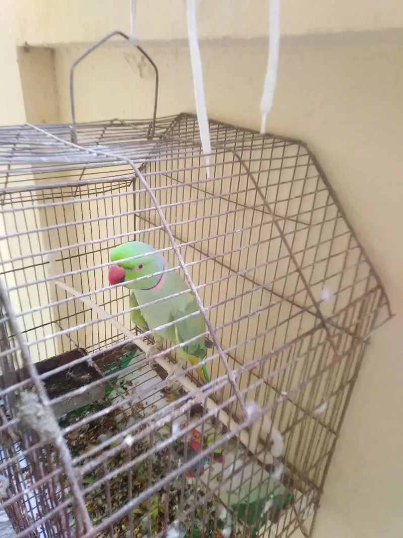 Green Parrot 9000 — photo 3