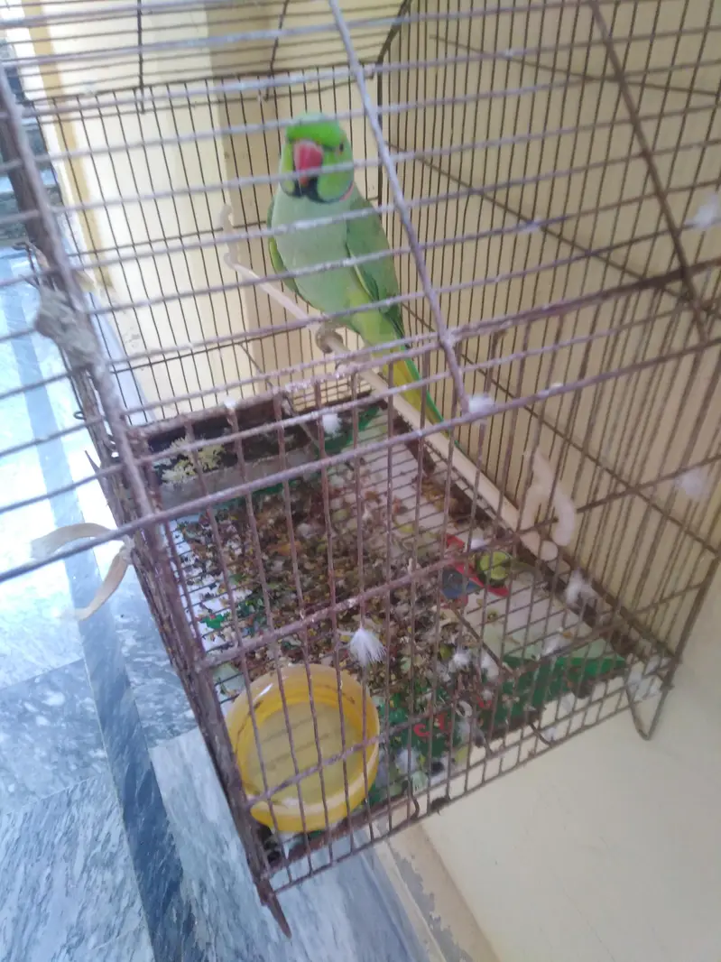 Green Parrot 9000 — photo 4