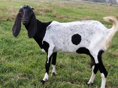 bakri for sale 2 month gabban