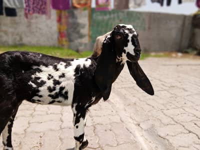 goats for sale