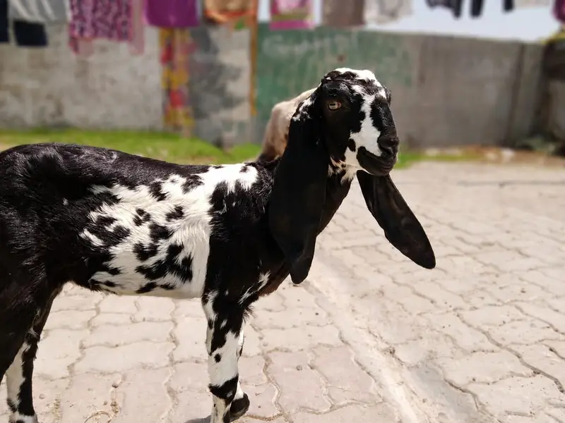 bakri for sale 2 month gabban — photo 2