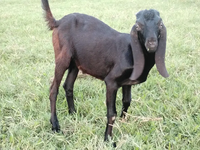 bakri for sale 2 month gabban — photo 3