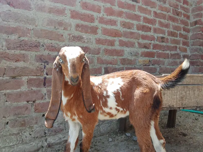 bakri for sale 2 month gabban — photo 4