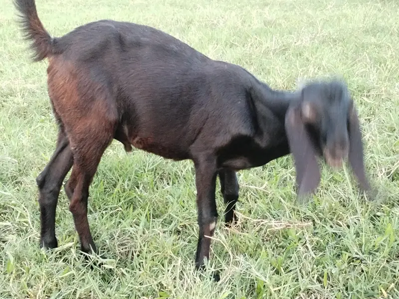 bakri for sale 2 month gabban — photo 5