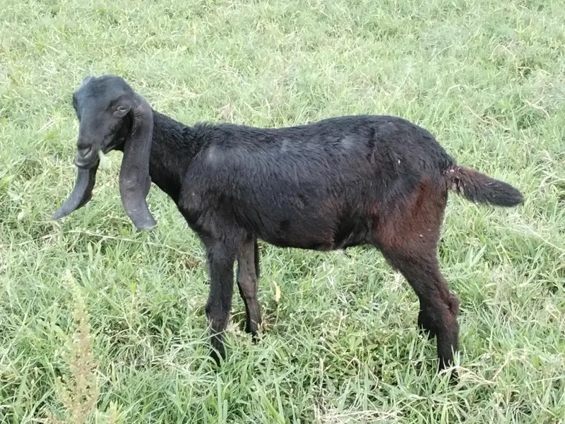 bakri for sale 2 month gabban — photo 6
