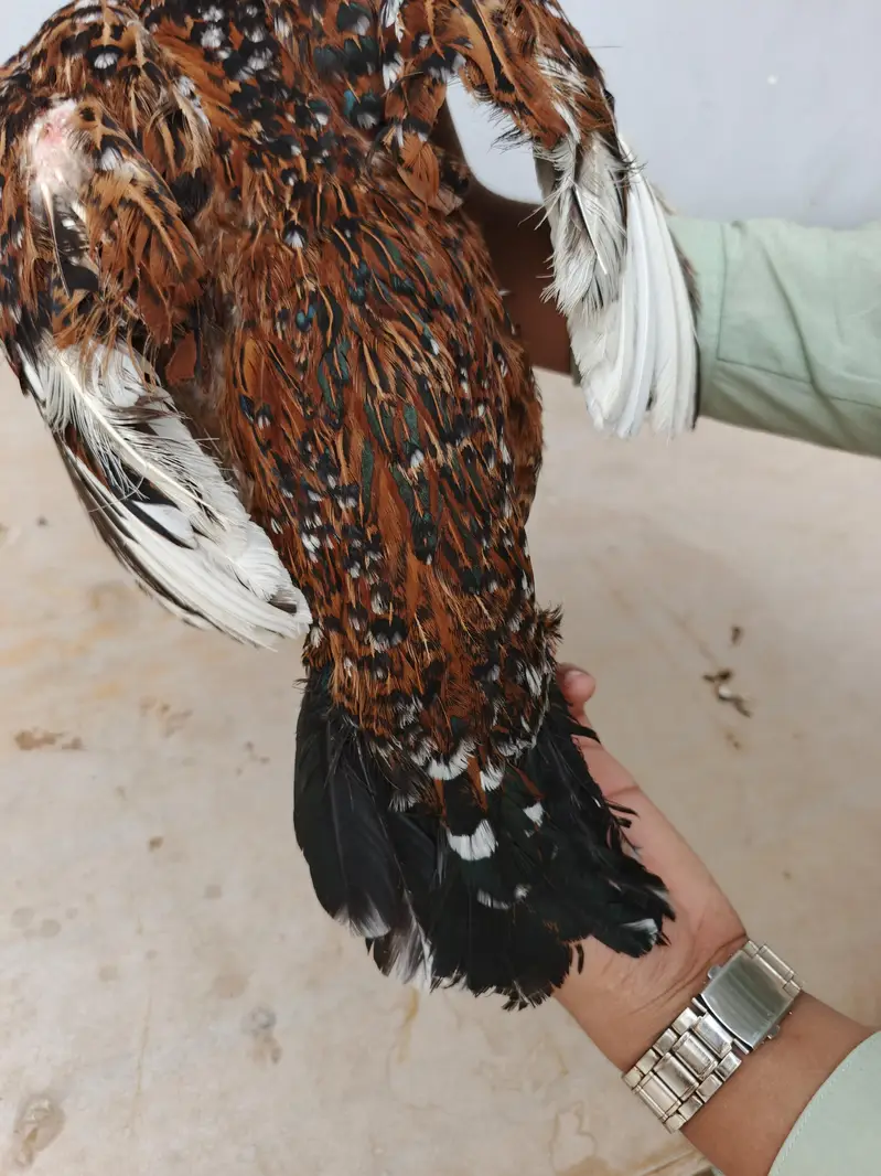 out class 2madia for sale — photo 2
