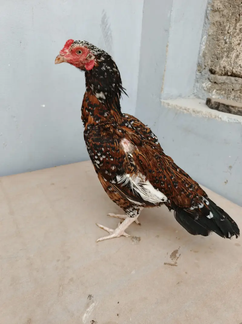 out class 2madia for sale — photo 4