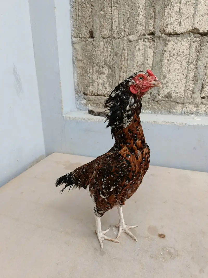 out class 2madia for sale — photo 5