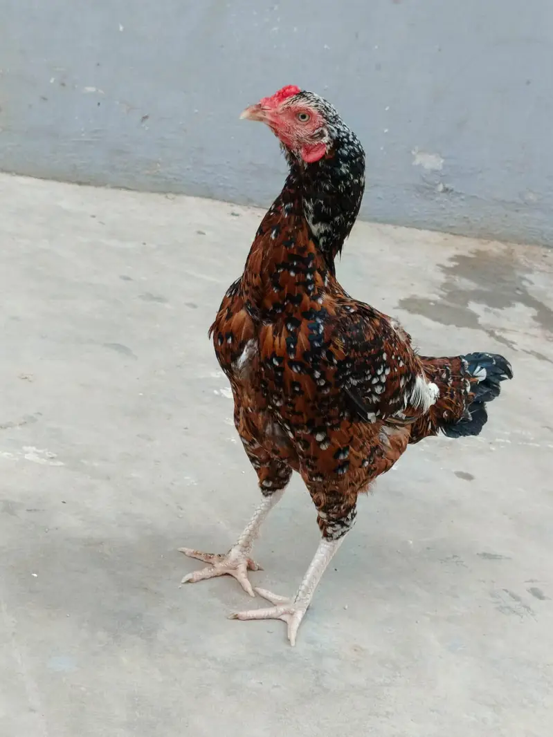 out class 2madia for sale — photo 6
