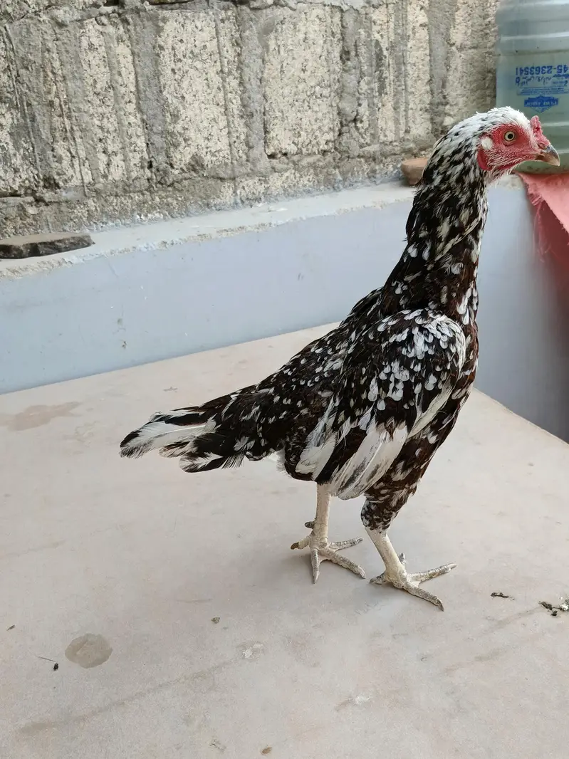 out class 2madia for sale — photo 7
