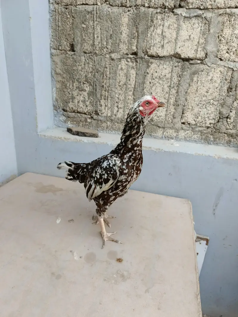 out class 2madia for sale — photo 8