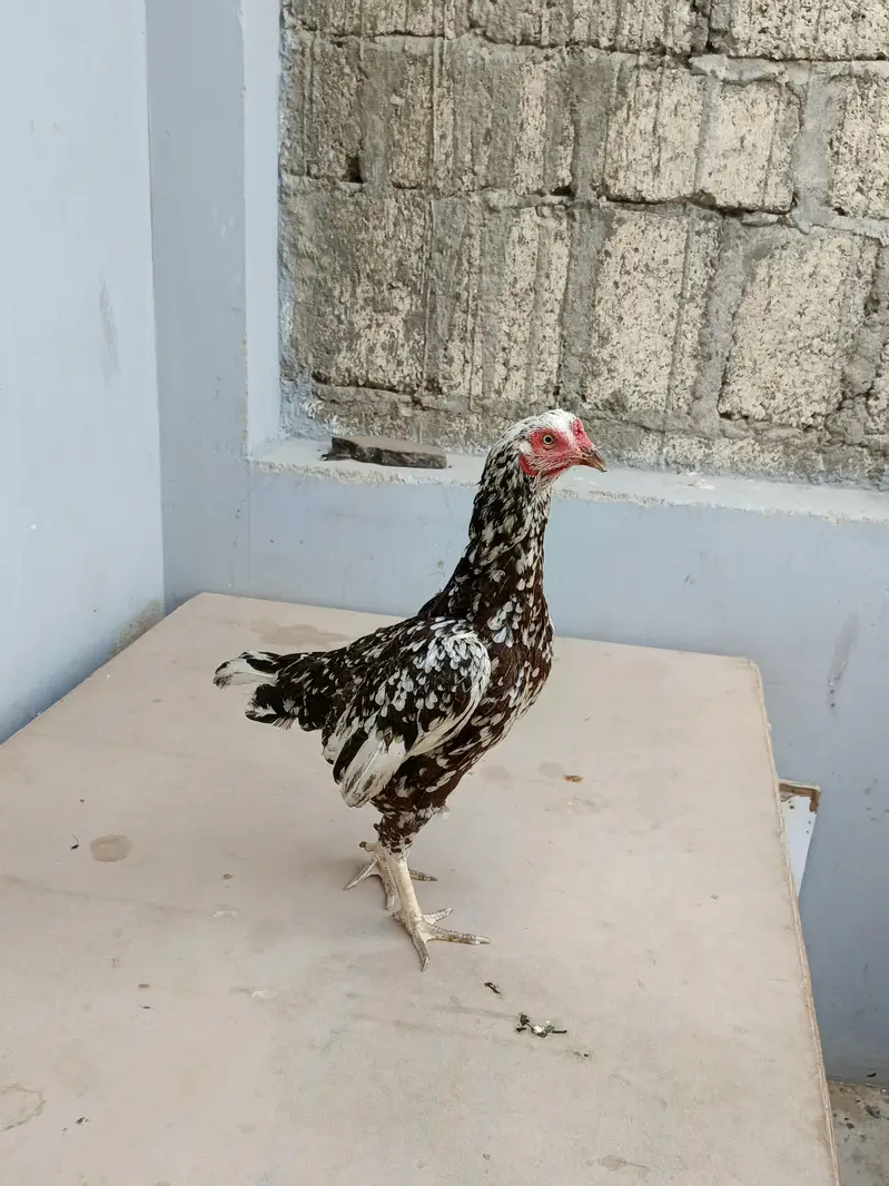 out class 2madia for sale — photo 9