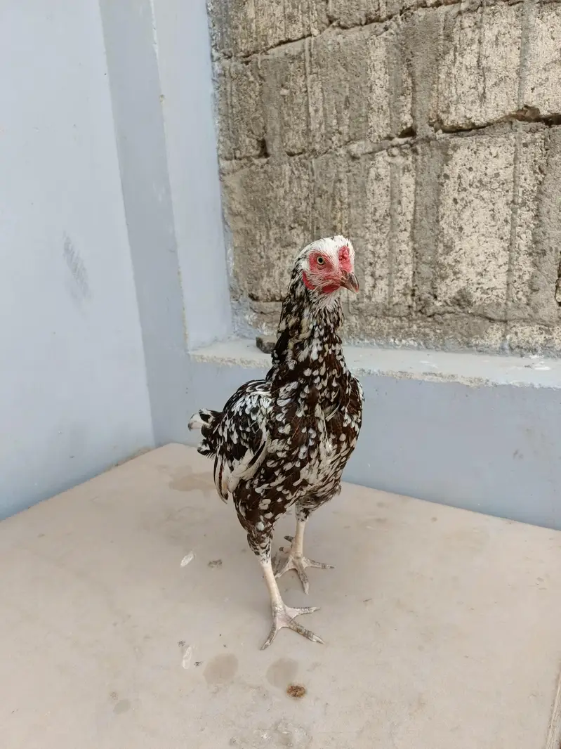 out class 2madia for sale — photo 10