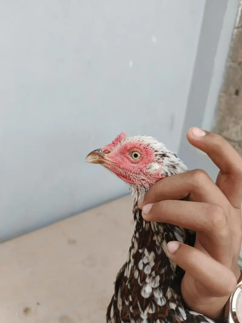 out class 2madia for sale — photo 11