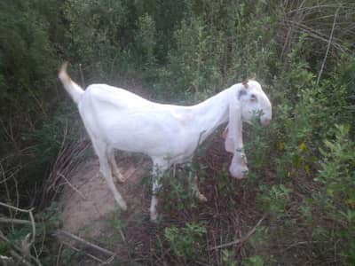 Bakri For Sale