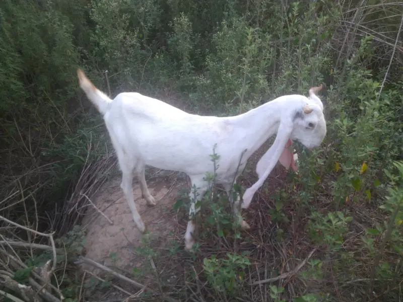 Bakri For Sale — photo 2