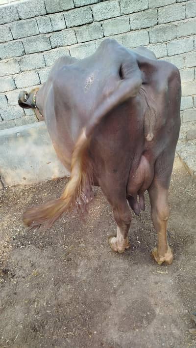 Doodh wali bhains 7kg dodh