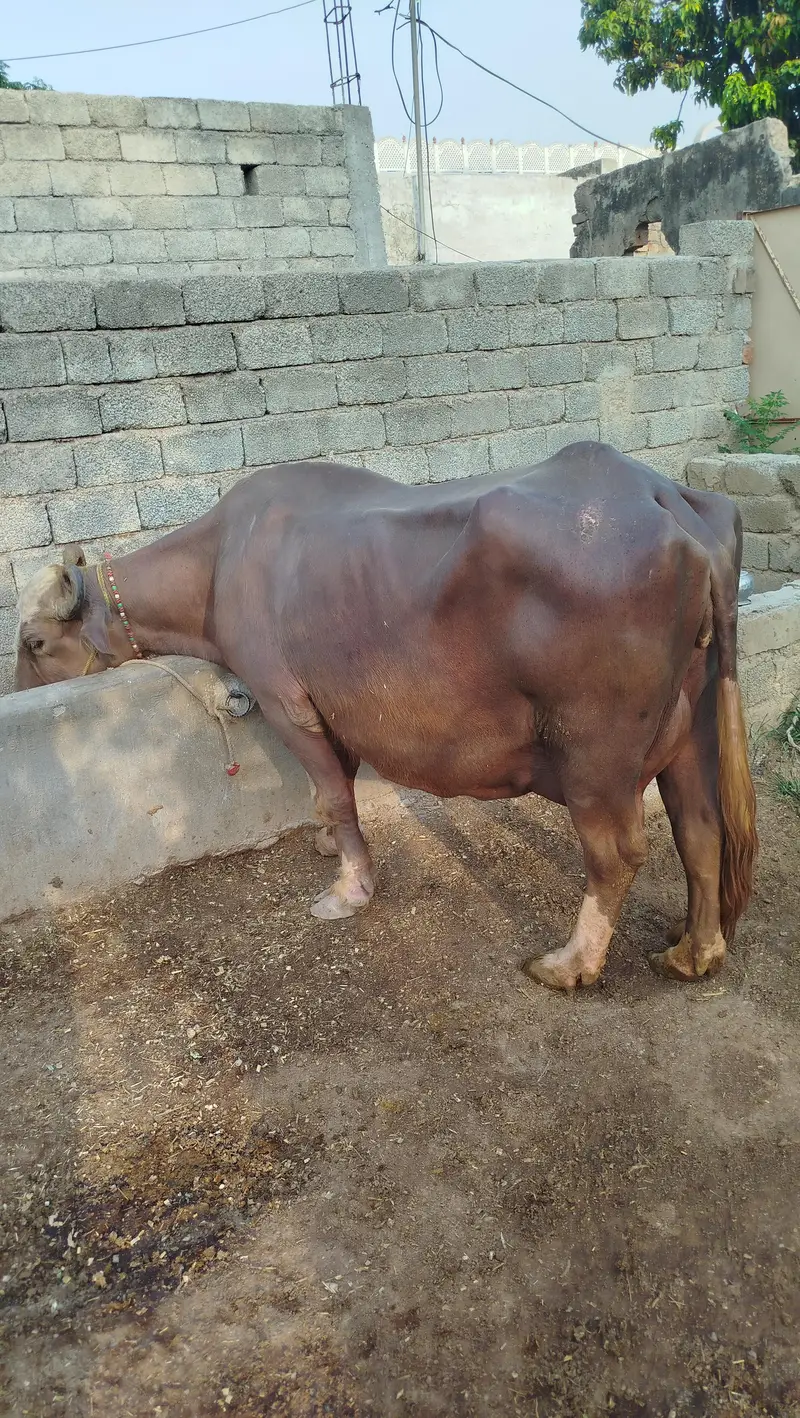 Doodh wali bhains 7kg dodh — photo 2