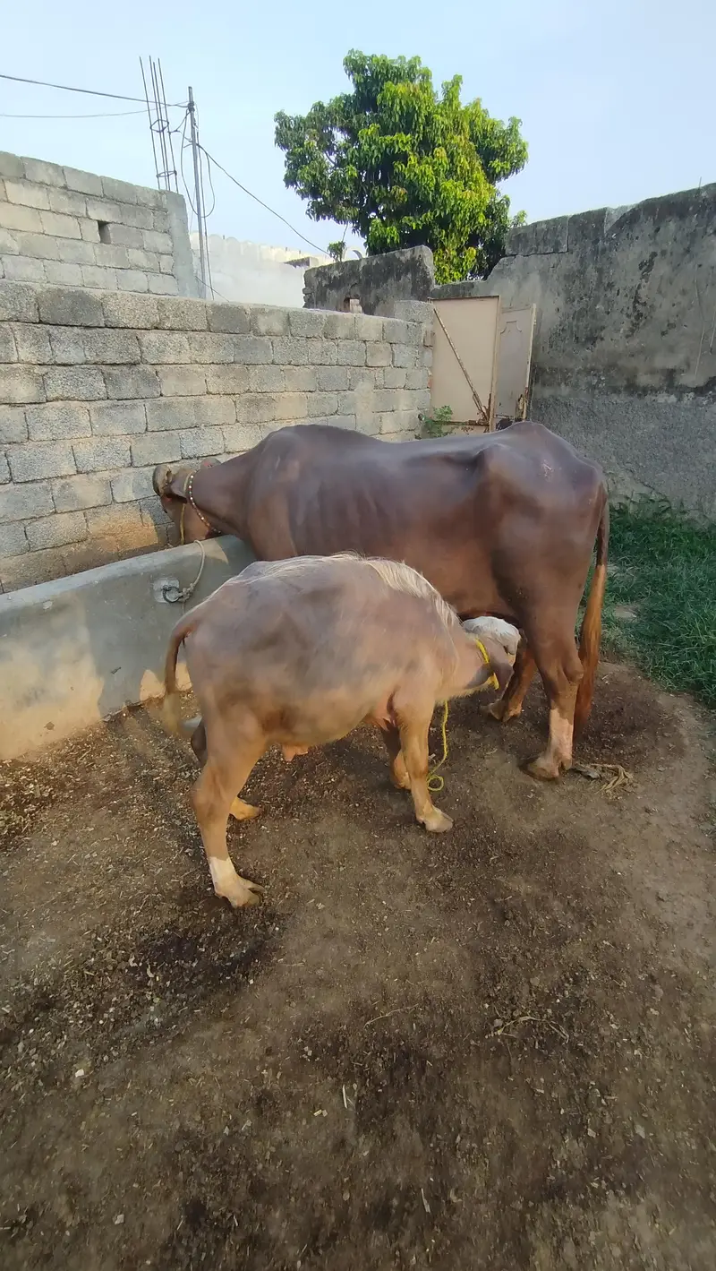 Doodh wali bhains 7kg dodh — photo 3