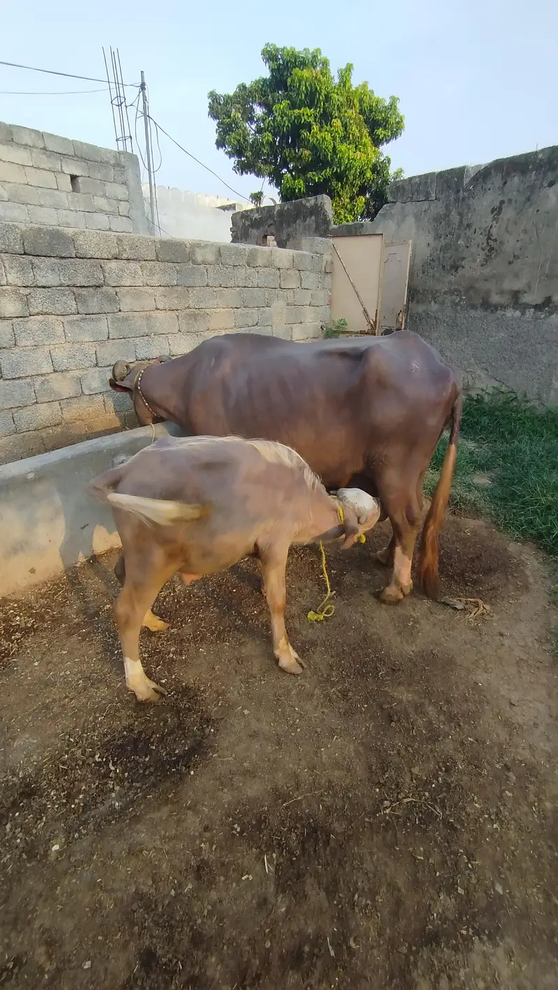 Doodh wali bhains 7kg dodh — photo 4