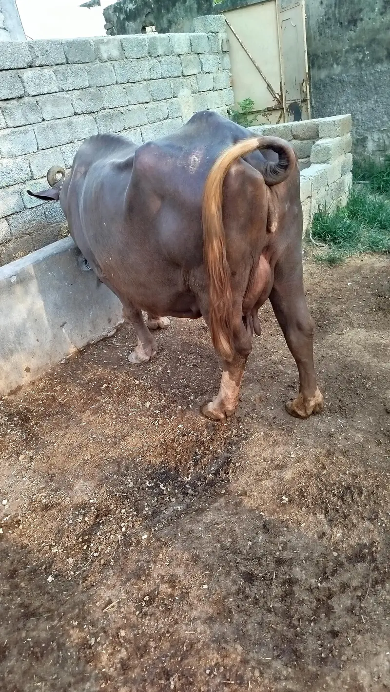 Doodh wali bhains 7kg dodh — photo 5