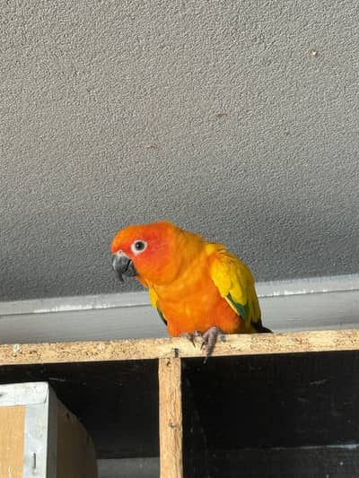 Sun conure pair with DNA