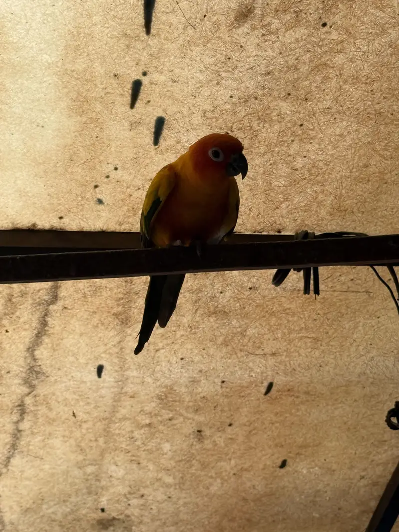 Sun conure pair with DNA — photo 2