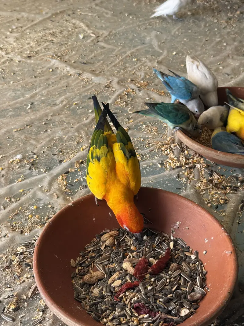 Sun conure pair with DNA — photo 3
