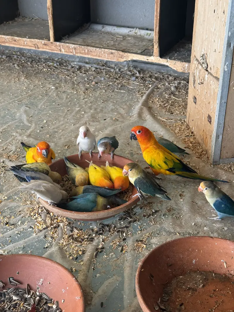 Sun conure pair with DNA — photo 4