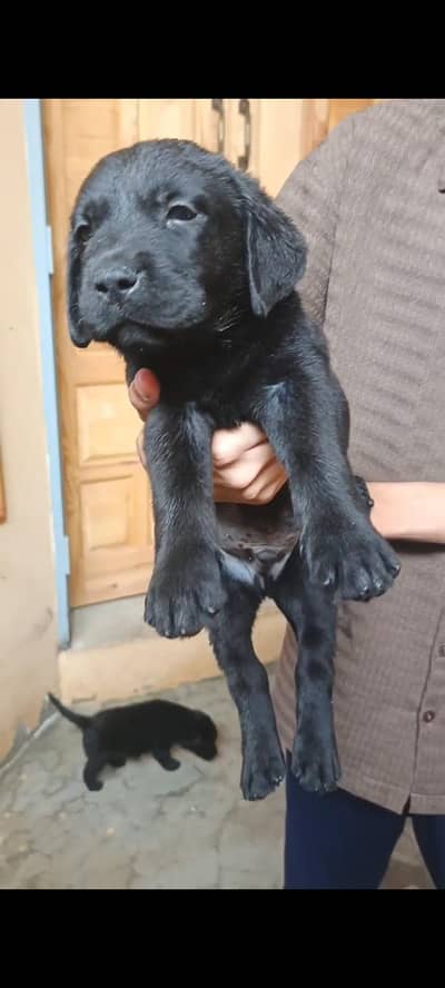 Black labrador female puppy