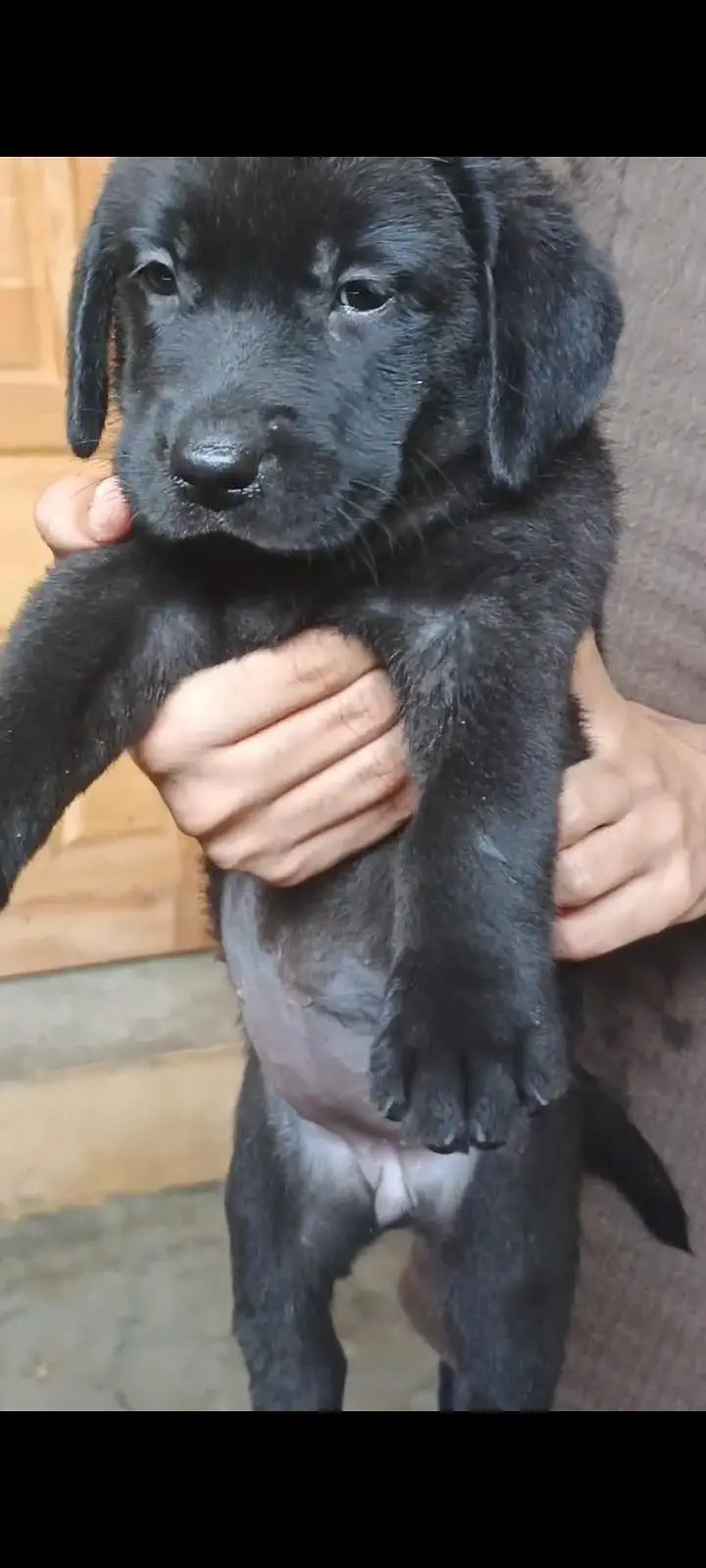 Black labrador female puppy — photo 2
