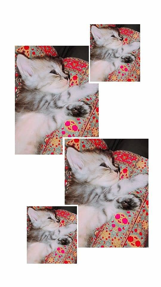 coco  1