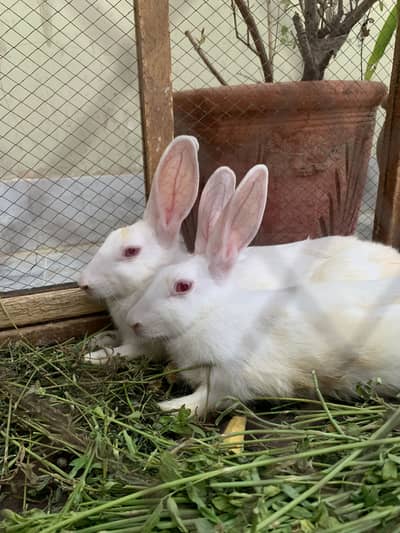 Pair of two white adult rabbits
