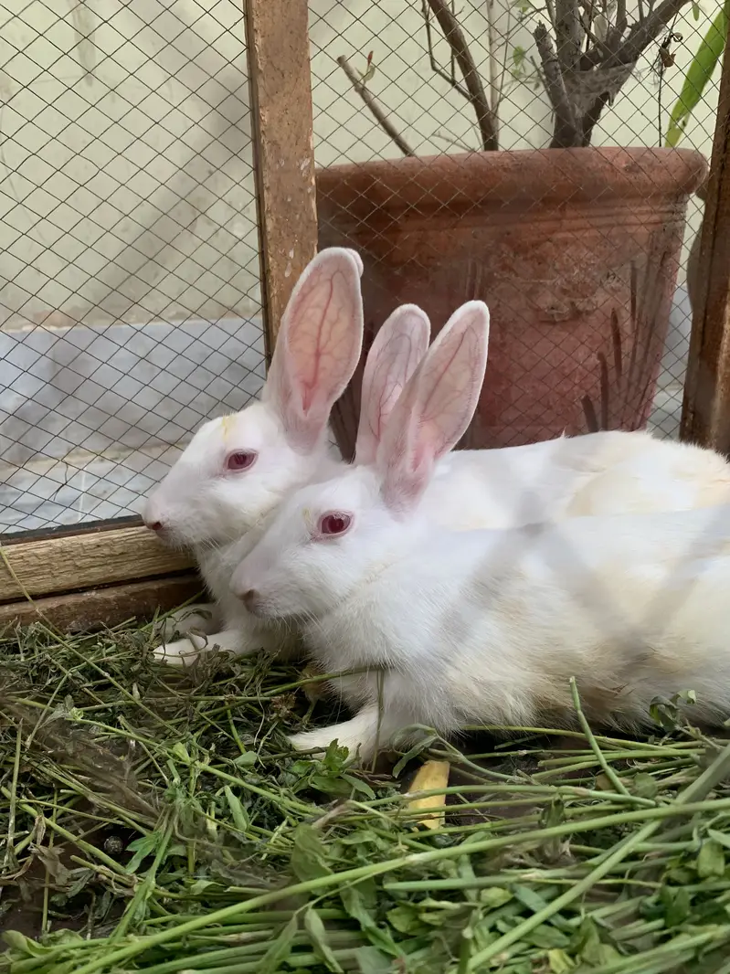 Pair of two white adult rabbits