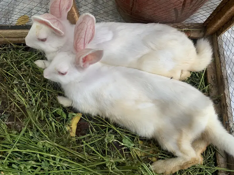 Pair of two white adult rabbits — photo 2