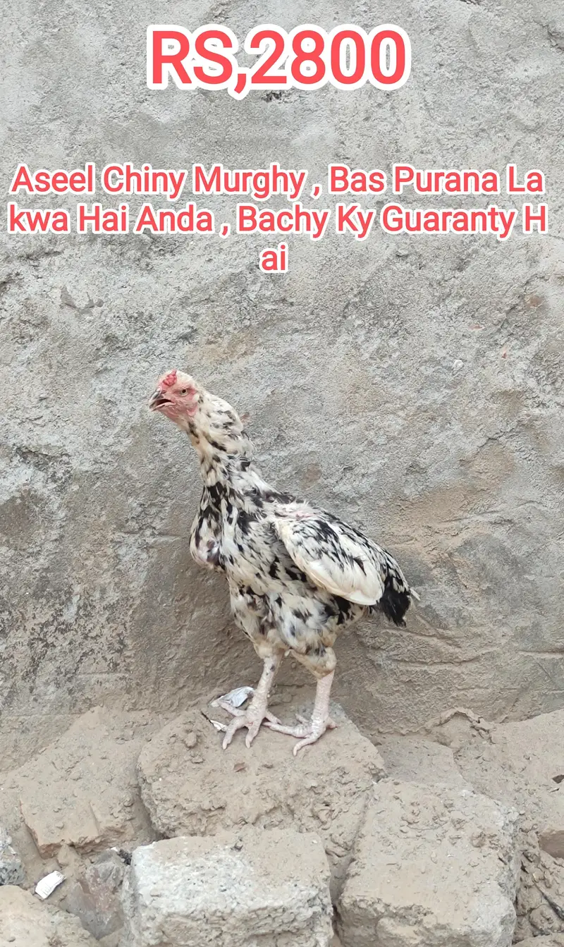 Aseel and Kras Aseel Murgha And Murghy and Dasy Patha — photo 2