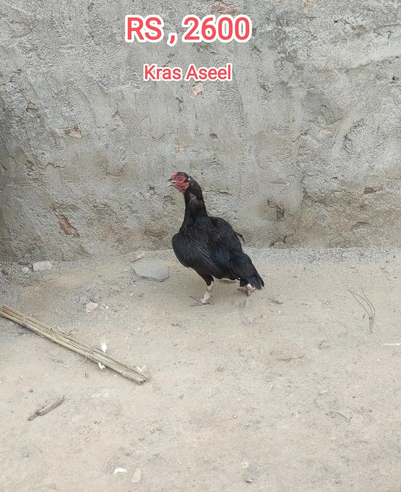 Aseel and Kras Aseel Murgha And Murghy and Dasy Patha — photo 3