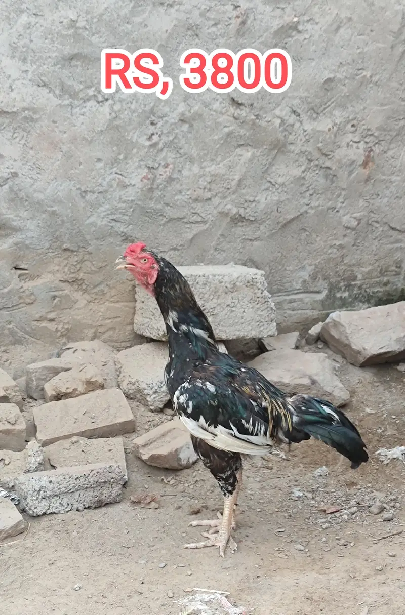 Aseel and Kras Aseel Murgha And Murghy and Dasy Patha — photo 4