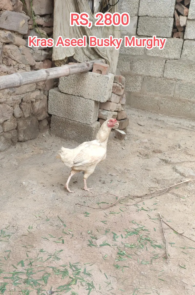 Aseel and Kras Aseel Murgha And Murghy and Dasy Patha — photo 5