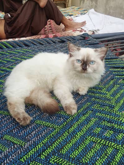 This kitten is friendly and active