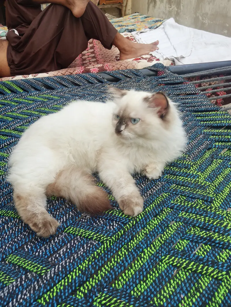 This kitten is friendly and active — photo 2