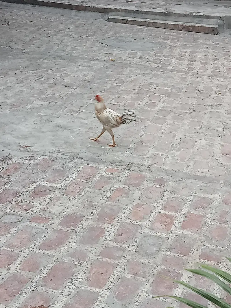بہت ہی شاندار اور کڑک قد کاٹھ کے 2 عدد اصیل پٹھے فار سیل — photo 5