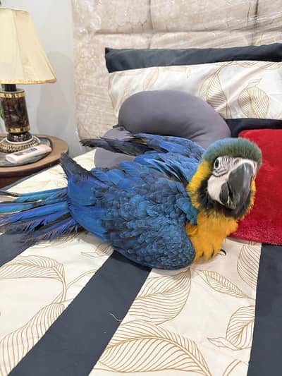 Blue and Gold Macow