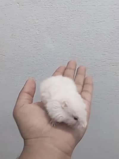 Hamster