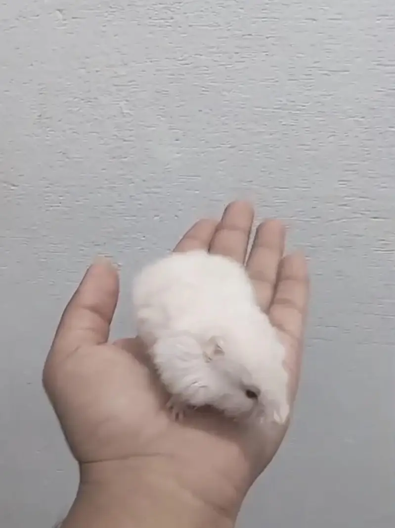 Hamster