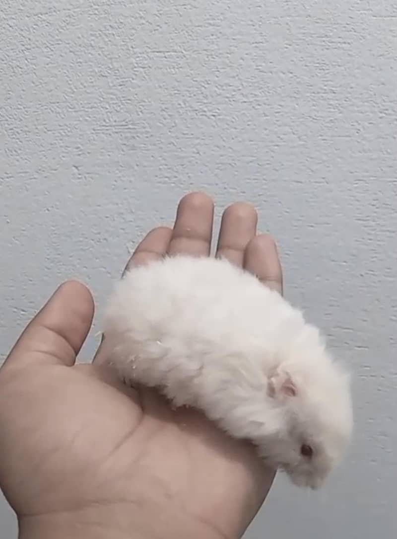 Hamster 1